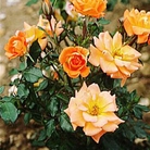 Sweet Magic  Patio Rose