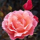 Fragrant Delight  Floribunda Rose