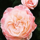 English Miss  Floribunda Rose