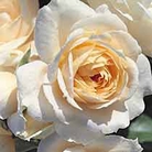 Champagne Moment  Floribunda Rose