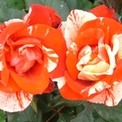 Hanky Panky  Floribunda Rose