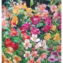Alstroemeria Ligtu Hybrid Peruvian Lily Bulb