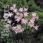 Amaryllis Belladonna Jersey Lily Bulb