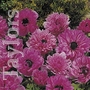 Anemone Admiral Bulbs