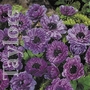 Anemone Lord Lieutenant Bulbs