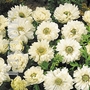 Anemone Mount Everest Bulbs