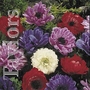 Anemone St Brigid Mixed Bulbs
