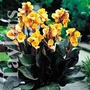 Canna Louis Cottin Bulb