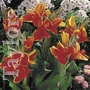Canna Lucifer Bulb