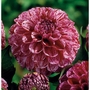 Dahlia Marble Ball Bulb