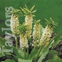 Eucomis Autumnalis White Dwarf Bulbs
