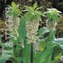 Eucomis Bicolor Pineapple Lily Bulbs
