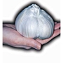 Garlic Cloves Elephant Bulbs