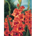 Gladioli Alice Bulbs