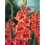 Gladioli Alice Bulbs