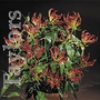 Gloriosa Rothschildiana Bulb
