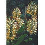 Hedychium Gardenerianum Ginger Lily Bulb