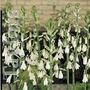 Hyacinth Galtonia Bulbs