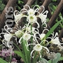 Hymenocallis Festalis Bulb