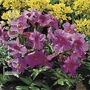 Incarvillea Delavayi Bulbs