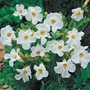 Incarvillea Snowtop Bulb