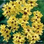Ixia