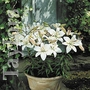 Lilium Apollo Bulbs