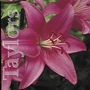 Lilium Cote dAzur Bulbs