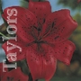 Lilium Fire Glow Bulbs