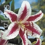 Lilium Hot Lips Bulb