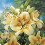Lilium Luxor Bulbs