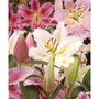 Lilium Pastel Orient Bulbs