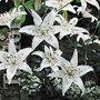 Lilium Sterling Star Bulbs