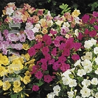 Mirabilis Jalapa Bulbs