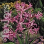 Nerine Bowdenii Bulbs