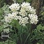 Ornithogalum Arabicum Giant Star of Bethlehem Bulbs