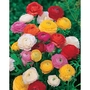 Ranunculus Mixed Persian Buttercup Bulbs