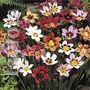 Sparaxis Grandiflora Bulbs