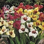 Tigridia Mixed Tiger Flower Bulbs