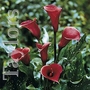 Zantedeschia Anneke Bulb