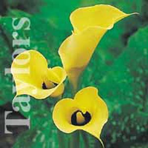 Zantedeschia Black Magic Bulb