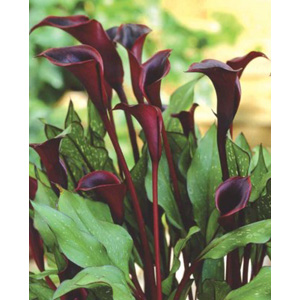 Zantedeschia Black Star Bulb