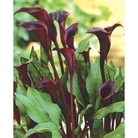Zantedeschia Black Star Bulb