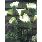 Zantedeschia Green Goddess Bulb