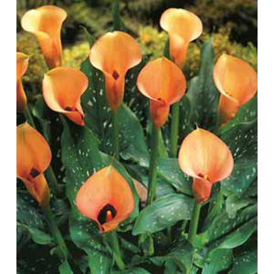 Zantedeschia Mozart Bulb