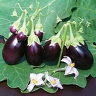 Aubergine Baby Rosanna Seeds