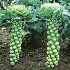 Brussels Sprout Bosworth F1 Seeds