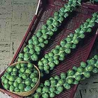 Brussels Sprout Revenge F1 Seeds