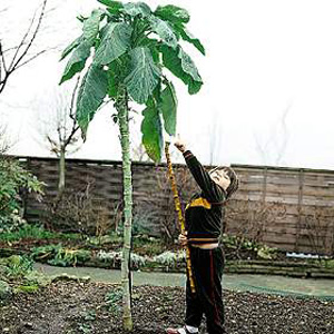 Cabbage Walking Stick Seeds