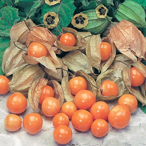 Cape Gooseberry Physalis Seeds